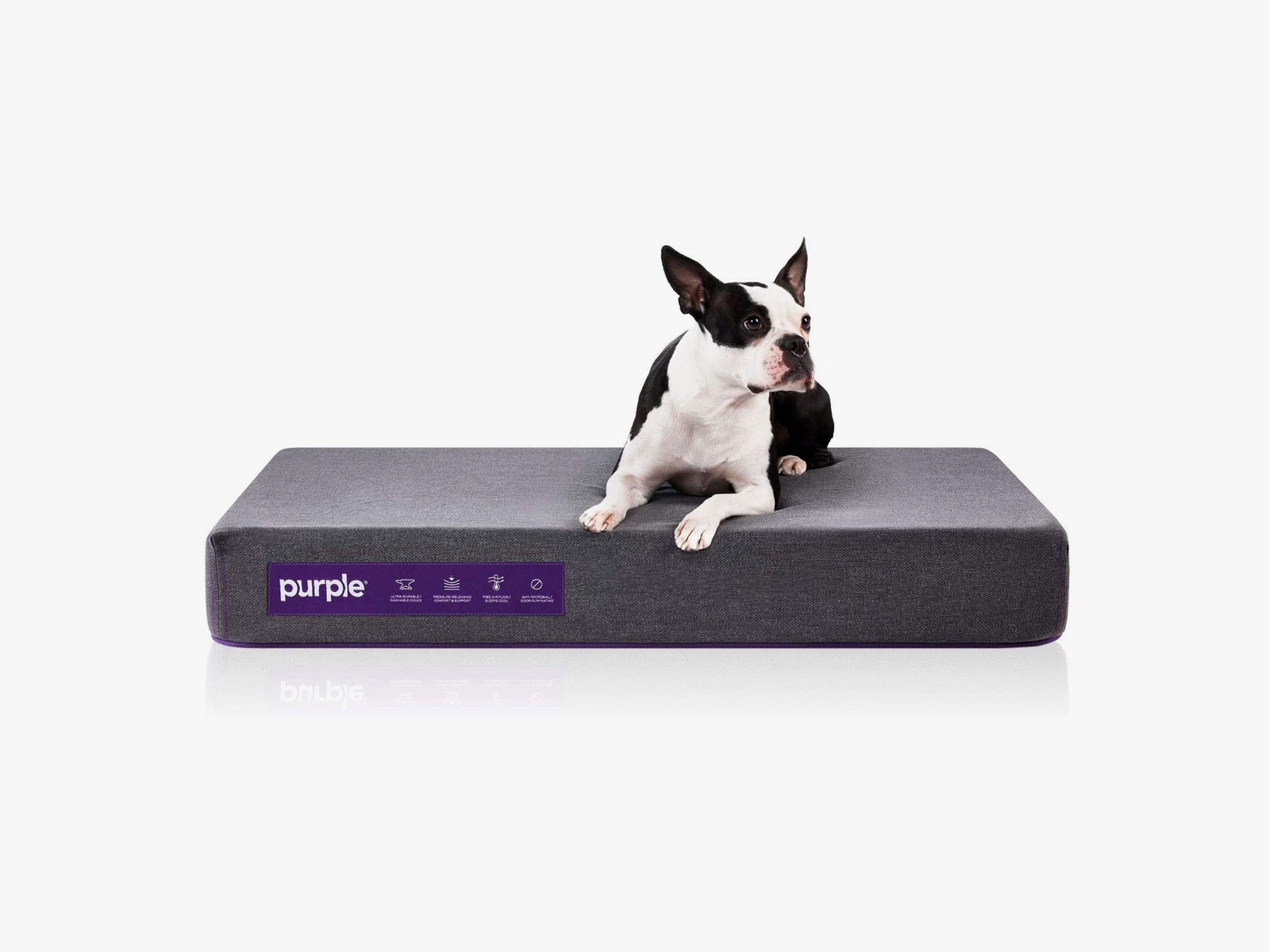 Dog sitting on Purple dog bed