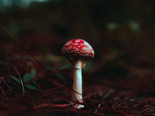 How do you prepare amanita muscaria mushrooms to eat?